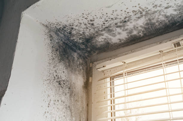 Affordable Black Mold Remediation solutions in Swampscott, MA